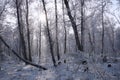 Winter forest in the snow landscape. The sun shines through the branches of the trees. Snow-covered trees against a clear blue sky Royalty Free Stock Photo