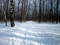 Winter forest in the snow