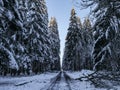 Winter forest in the snow. Royalty Free Stock Photo