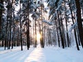 Winter in the forest