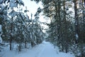 Winter forest and snow trail