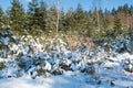 Winter forest snow trees background