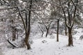 Winter in forest with snow trees. Snowy landscape in sunny day Royalty Free Stock Photo