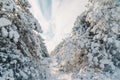 Winter in forest with snow trees. Snowy landscape in sunny day Royalty Free Stock Photo