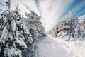 Winter in forest with snow trees. Snowy landscape in sunny day Royalty Free Stock Photo