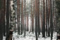 Winter forest with snowcapped trees and trunks. Beautiful landscape of pine forest in frosty day. Nature Wallpaper. The Royalty Free Stock Photo