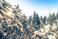 Joyful winter day in the snowy forest before the Christmas holiday. Switzerland Royalty Free Stock Photo