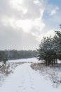 Winter forest. Snowfall and blizzard in the forest. Trees in the snow. Winter nature. Road in the winter forest. Winter road. Royalty Free Stock Photo