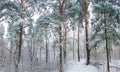 Winter forest during a snowfall