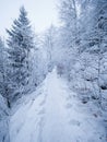 Winter forest while snowing. Snowy trees in dark and misty winter park. Evening walking Royalty Free Stock Photo