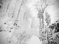 Winter forest while snowing. Snowy trees in dark and misty winter park. Evening walking Royalty Free Stock Photo