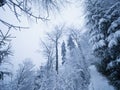 Winter forest while snowing. Snowy trees in dark and misty winter park. Evening walking Royalty Free Stock Photo