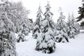 Winter forest, snown, tree, cloudy