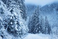 Winter forest in snowy mountains. Scenic trees covered by snow and hoarfrost in the mountain valley. Frosty nature landscape