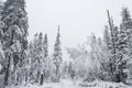 Winter forest snowy taiga hills Beautiful beautiful nature of Russia. Taiga forest in winter. Frosty snowy overcast