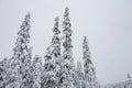 Winter forest snowy taiga. Tops of conifers. Beautiful nature of Russian Siberia. Taiga forest in winter. Frosty snowy Royalty Free Stock Photo