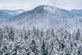 Winter forest. Snowy tree branch in a view of the winter forest. Winter landscape, forest, trees covered with frost, Royalty Free Stock Photo