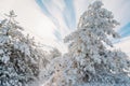 Winter forest with snowy trees. Frozen landscape with snow in sunny day. Christmas time Royalty Free Stock Photo