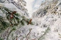 Winter forest with snowy trees. Frozen landscape with snow in sunny day. Christmas time Royalty Free Stock Photo