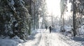 Winter forest in Norway Royalty Free Stock Photo