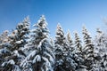 Winter forest spruce tree tops in finland at dusk