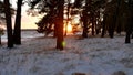 Winter forest and sun landscape. christmas sunlight tree beautiful sun winter forest snow a glare