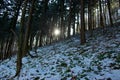 Winter Forest Sun Rays Royalty Free Stock Photo