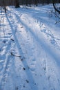 Winter forest sundawn, sun backlight on narrow dirt road hidden by snow, footprints and traces on popular skiing and hiking route Royalty Free Stock Photo