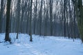 Winter forest sundawn, sun flare on narrow dirt road hidden by snow, bare trees long shadows, footprints, popular skiing and hikin Royalty Free Stock Photo