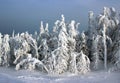 Winter forest in sunlight