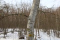 Winter forest, sunny forest atmosphere, aspen tree Royalty Free Stock Photo