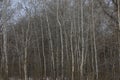 Winter forest, sunny forest atmosphere, aspen tree Royalty Free Stock Photo