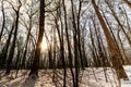 Winter Forest Sunrise Royalty Free Stock Photo