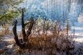 Winter forest sunset lights blue yellow