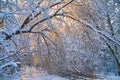 Winter forest at sunset. Snow-covered trees in the forest