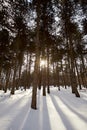 Winter forest at sunset with sun rays Royalty Free Stock Photo