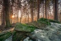 Winter forest sunset Royalty Free Stock Photo