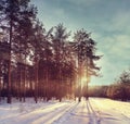 Winter forest sunset sunbeams Royalty Free Stock Photo
