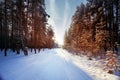 Winter forest sunset sunbeams Royalty Free Stock Photo