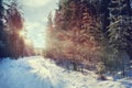 Winter forest sunset Royalty Free Stock Photo