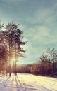 Winter forest sunset sunbeams Royalty Free Stock Photo