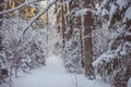 Winter forest Royalty Free Stock Photo