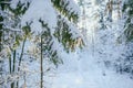 Winter forest Royalty Free Stock Photo