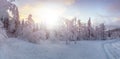 Winter forest sunset sunbeams Royalty Free Stock Photo