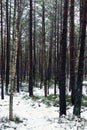 Winter forest Royalty Free Stock Photo