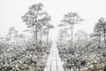 Winter forest, swamp and neverending road