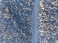 Winter forest in Sweden, shot with a drone from above Royalty Free Stock Photo