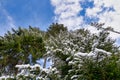 Winter forest, tall spruce trees, Picea abies, covered with snow against beautiful blue sky with white puffy clouds Royalty Free Stock Photo