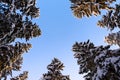 Winter forest, tall trees covered with snow