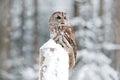 Winter forest with Tawny Owl snow during winter, snowy forest in background, nature habitat. Wildlife scene from cold winter